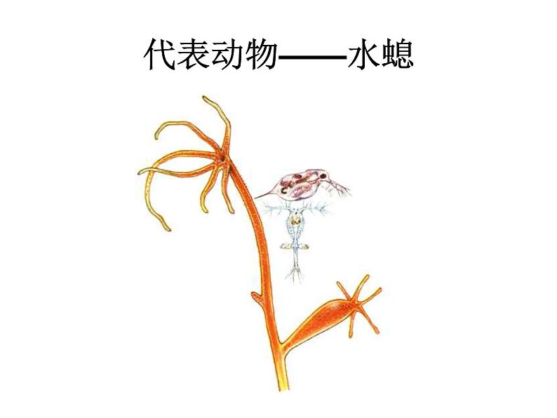 新人教版八年级生物上册《第一章-第一节-腔肠动物和扁形动物》课件04