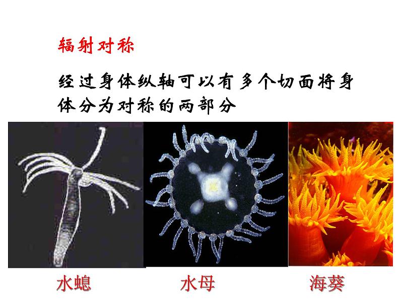 新人教版八年级生物上册《第一章-第一节-腔肠动物和扁形动物》课件07