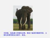 新人教版8年级上册第一章动物的主要类群《哺乳动物》课件