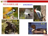 新人教版8年级上册第五单元第一章第六节——鸟 课件