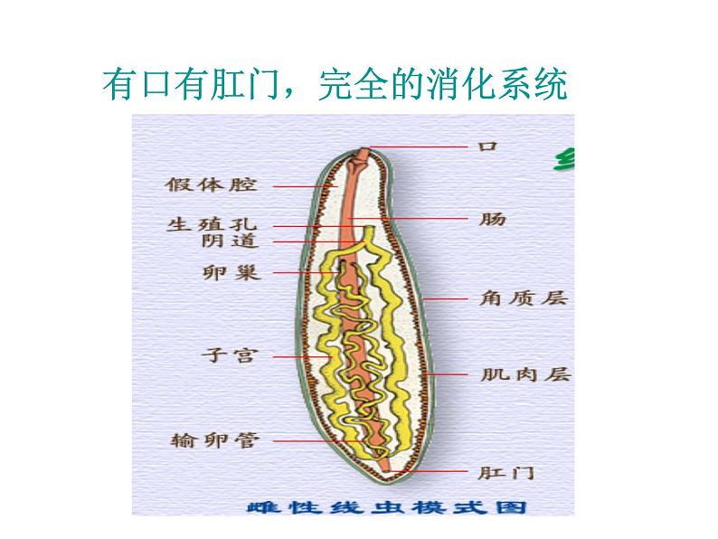 新人教版8年级上册第一章动物的主要类群线形动物 课件第3页