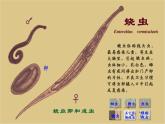 新人教版8年级上册第一章动物的主要类群线形动物 课件