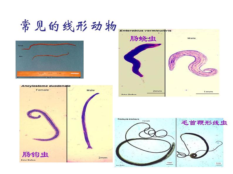 新人教版8年级上册第一章动物的主要类群线形动物 课件第8页