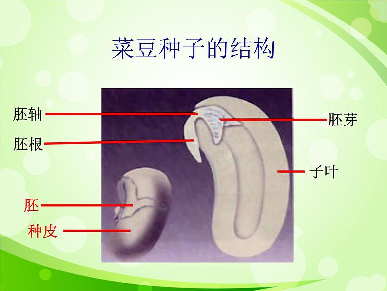 人教版生物七年级上册3.1.2种子植物  课件03