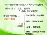 人教版生物七年級上冊3.1.2種子植物  課件