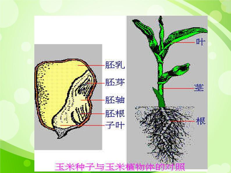 人教版生物七年级上册3.1.2种子植物  课件06