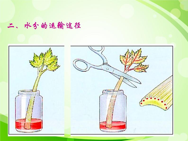 人教版生物七年级上册3.3绿色植物与生物圈的水循环  课件第4页