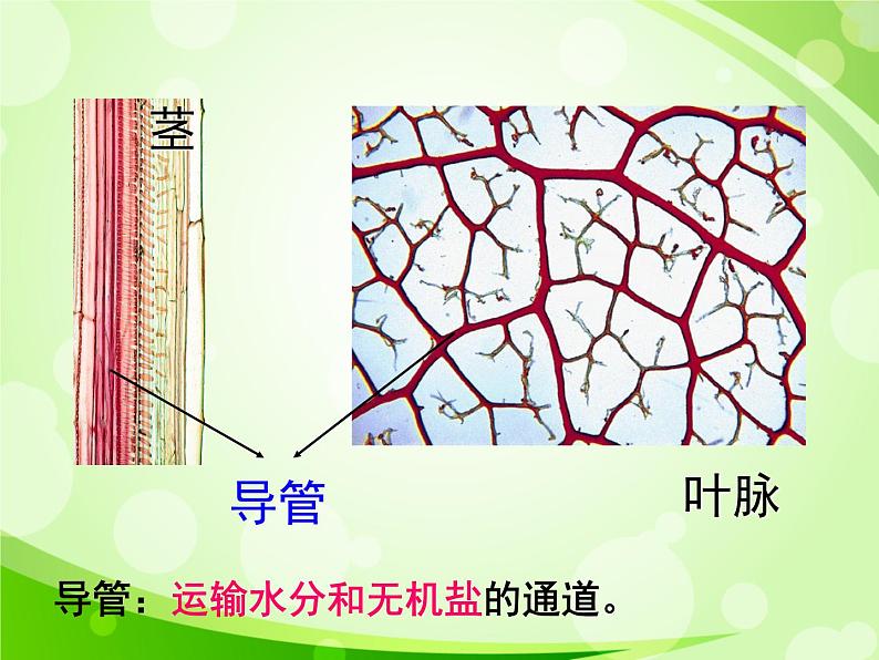 人教版生物七年级上册3.3绿色植物与生物圈的水循环  课件第5页