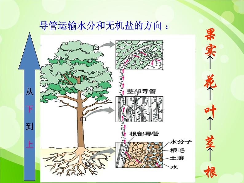 人教版生物七年级上册3.3绿色植物与生物圈的水循环  课件第6页