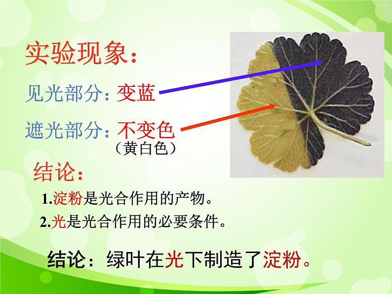 人教版生物七年级上册3.4绿色植物是生物圈中有机物的制造者  课件08