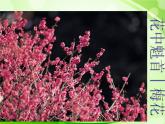 人教版生物七年级上册3.2.3开花和结果  课件