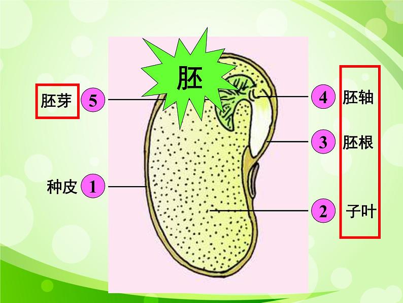 人教版生物七年级上册3.2.1种子的萌发  课件03