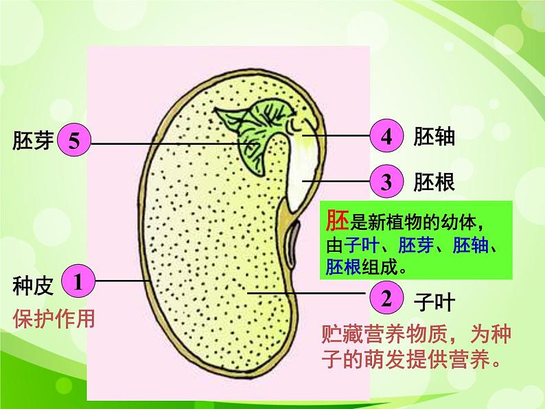 人教版生物七年级上册3.2.1种子的萌发  课件07