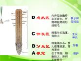 人教版生物七年级上册3.2.2植株的生长  课件