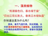 人教版生物七年级上册3.1.1藻类、苔藓和蕨类植物  课件