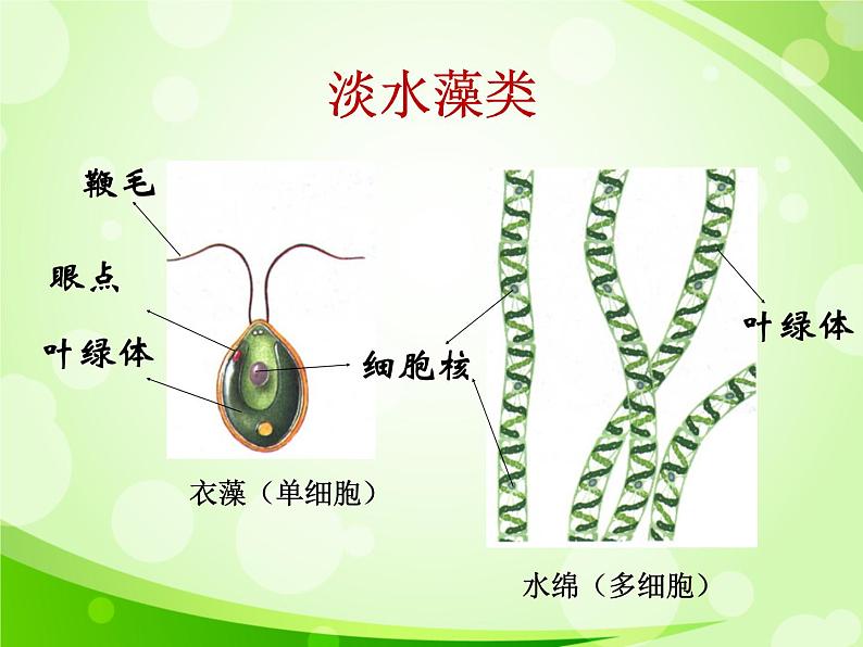 人教版生物七年级上册3.1.1藻类、苔藓和蕨类植物  课件05