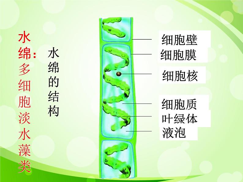 人教版生物七年级上册3.1.1藻类、苔藓和蕨类植物  课件07