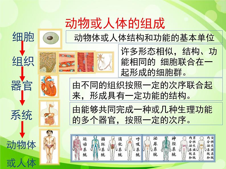 人教版生物七年级上册2.2.3植物体的结构层次  课件03