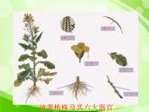 人教版生物七年级上册2.2.3植物体的结构层次  课件