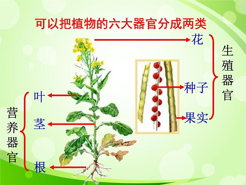 人教版生物七年级上册2.2.3植物体的结构层次  课件06