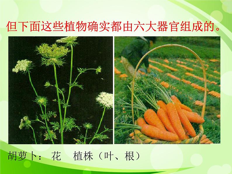 人教版生物七年级上册2.2.3植物体的结构层次  课件08