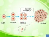 人教版生物七年级上册2.2.2动物体的结构层次  课件