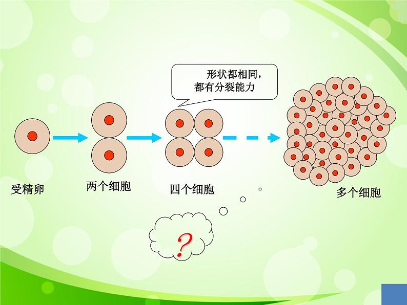 人教版生物七年级上册2.2.2动物体的结构层次  课件第3页