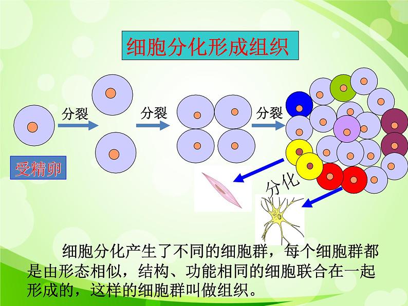 人教版生物七年级上册2.2.2动物体的结构层次  课件第5页