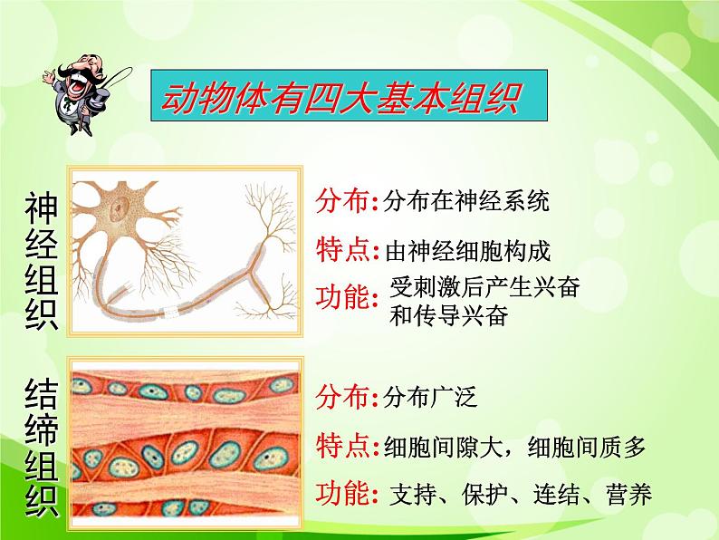 人教版生物七年级上册2.2.2动物体的结构层次  课件第7页