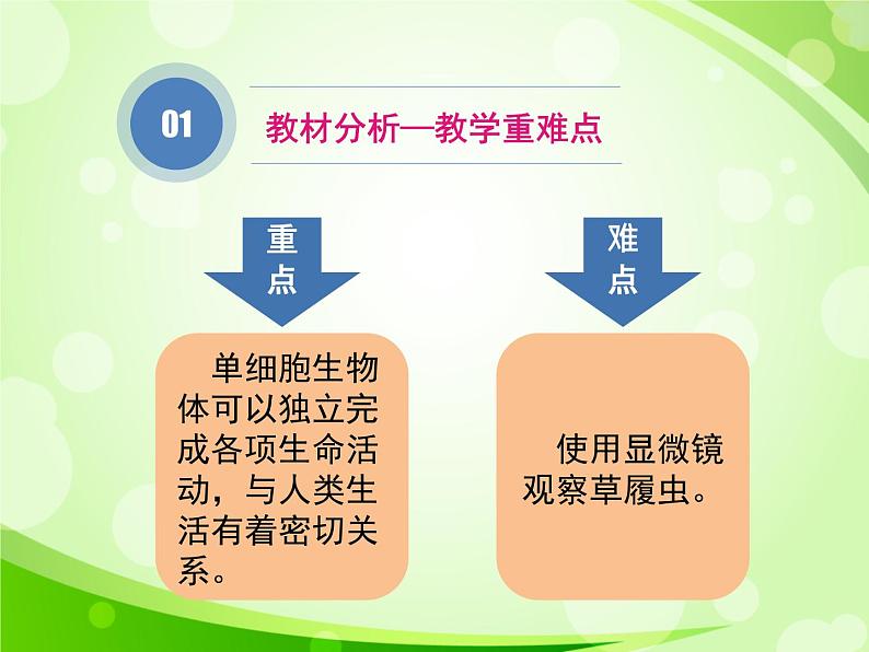 人教版生物七年级上册2.2.4单细胞生物  课件05