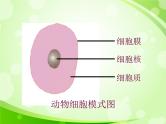 人教版生物七年级上册2.1.4细胞的生活  课件