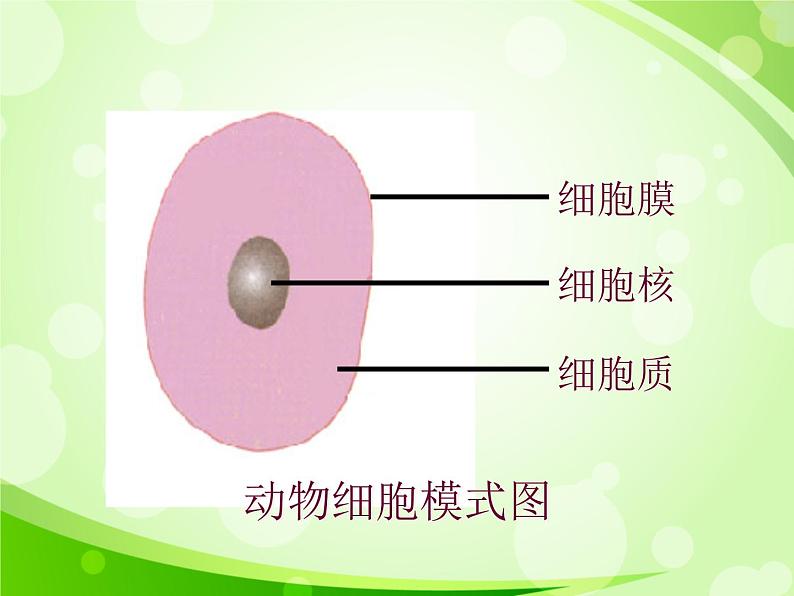 人教版生物七年级上册2.1.4细胞的生活  课件03