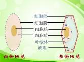 人教版生物七年级上册2.1.4细胞的生活  课件