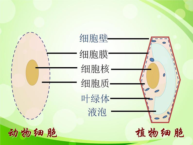 人教版生物七年级上册2.1.4细胞的生活  课件04