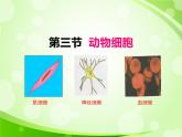 人教版生物七年级上册2.1.3动物细胞  课件