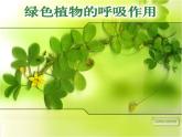 人教版七年级上册生物 3.5.2 绿色植物的呼吸作用 课件 (共30张PPT)