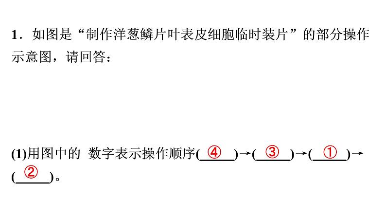 非选择题训练——实验探究题 课件北师大版七年级生物上册02