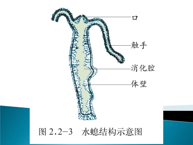 2.2.1《无脊椎动物的主要类群》课件06