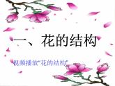 人教版生物七年级上册：3.2.3开花和结果（共47张PPT）课件