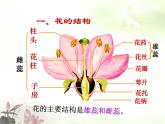 人教版生物七年级上册：3.2.3开花和结果（共47张PPT）课件