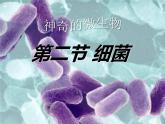 人教版生物八年级上册： 4.2细菌（共38张PPT）课件