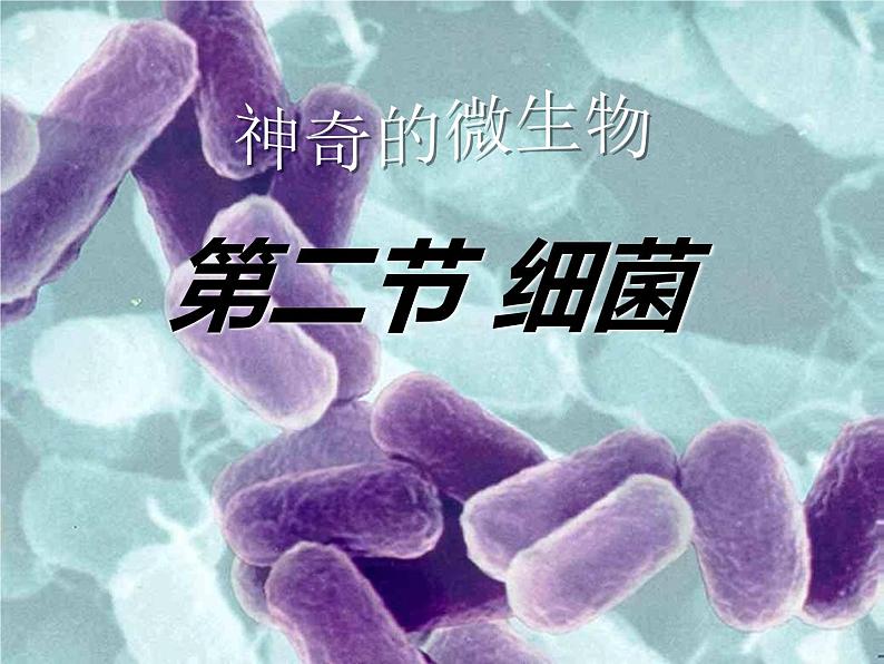 人教版生物八年级上册： 4.2细菌（共38张PPT）课件第1页