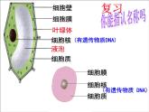 人教版生物八年级上册： 4.2细菌（共38张PPT）课件