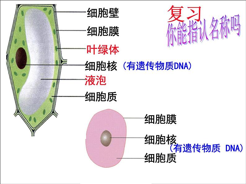 人教版生物八年级上册： 4.2细菌（共38张PPT）课件第2页