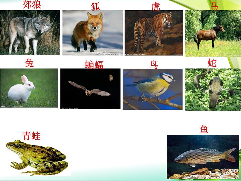 人教版生物八年级上册6.1.2从种到界 课件07