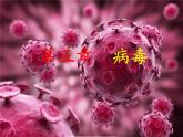 初中生物人教版八年级上第五单元 生物圈中的其他生物第五章 病毒 课件