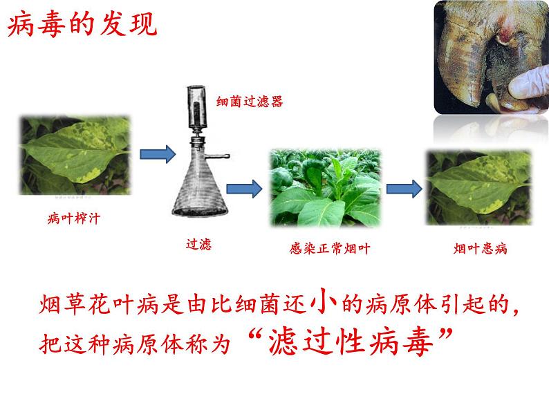 初中生物人教版八年级上第五单元 生物圈中的其他生物第五章 病毒 课件06