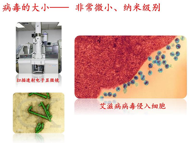 初中生物人教版八年级上第五单元 生物圈中的其他生物第五章 病毒 课件07