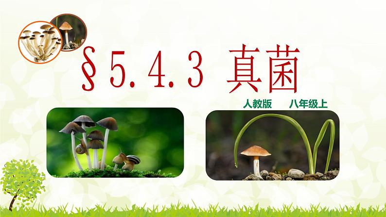 人教版八年级上册生物：5.4.3真菌课件01