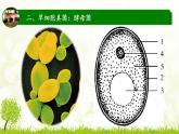 人教版八年级上册生物：5.4.3真菌课件